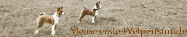 Meine erste Welpenstunde